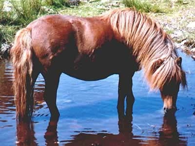 Darklake Penieke